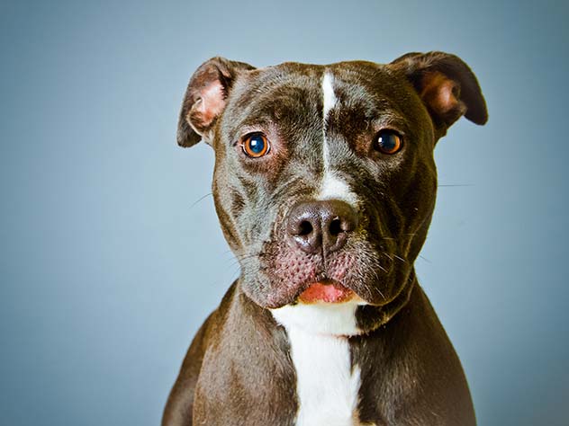 Top 10 Things You Probably Get Wrong About Pit Bulls - 78