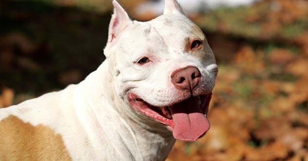 Top 10 Things You Probably Get Wrong About Pit Bulls - 79