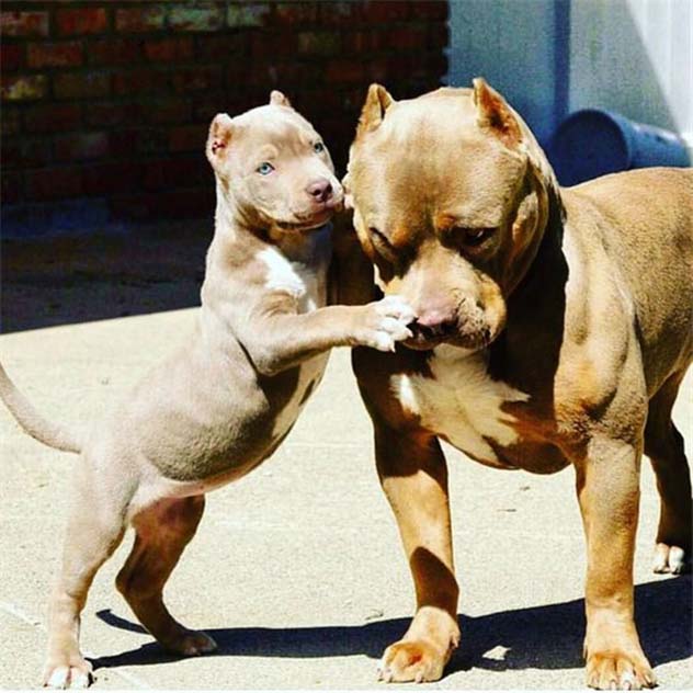 Top 10 Things You Probably Get Wrong About Pit Bulls - 29