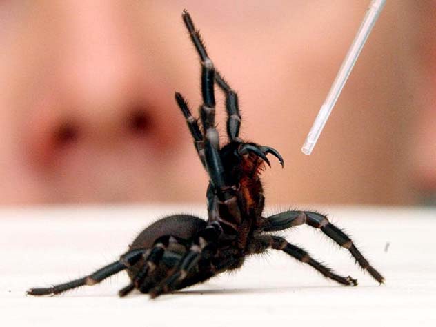 Top 10 Deadliest Spiders - 34