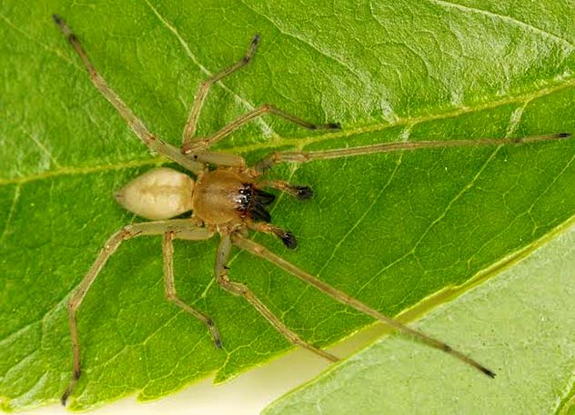 Cheiracanthium Inclusum Yellow Sac spider