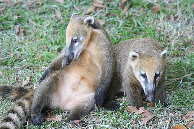 Coati mammal