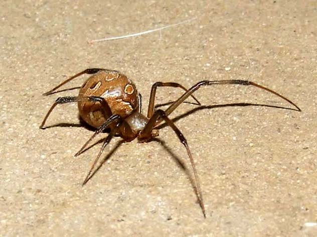 Latrodectus Geometricus brown widow spider