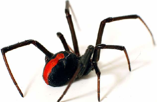 Latrodectus Hasseltii redback spider