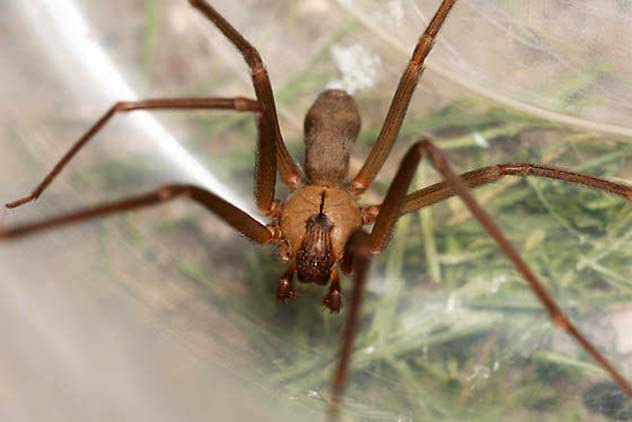 Loxosceles Reclusa Brown recluse spider