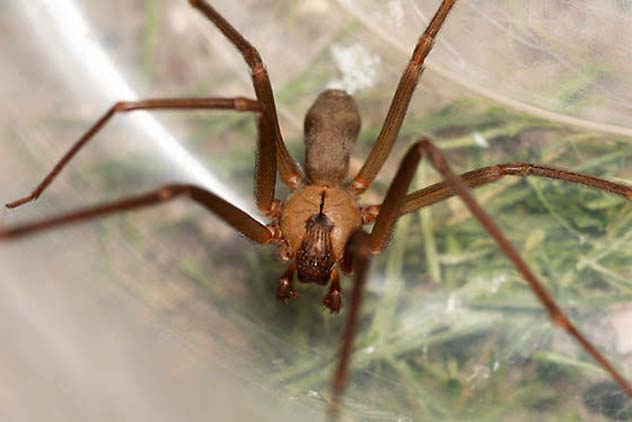 top 10 most poisonous spiders