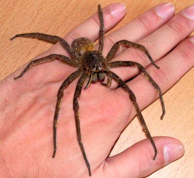 Top 10 Deadliest Spiders - 81