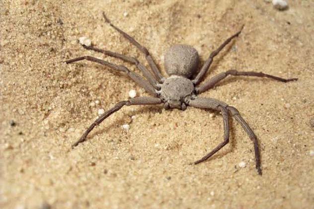 Sicarius Hahni six-eyed sand spider