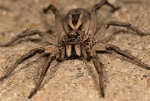 Top 10 Deadliest Spiders - 44