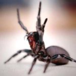 Top 10 Deadliest Spiders