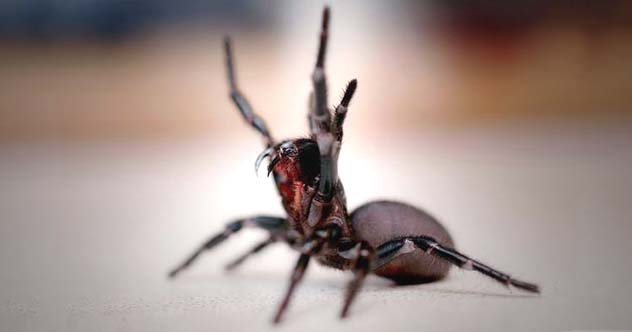 Deadly funnel web spider
