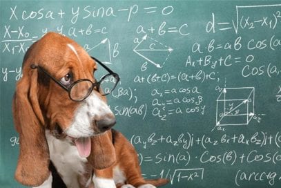 Top 10 Fascinating Facts About The Mind Of A Dog - Listverse