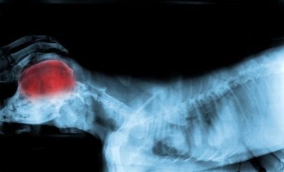 Top 10 Fascinating Facts About The Mind Of A Dog - Listverse