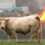 Top 10 Extraordinary Cases Of Exploding Animals