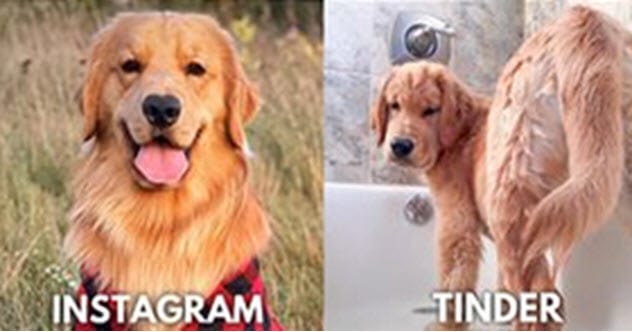 Tucker, The Golden Retriever, Earns $1 Million A Year As An Influencer -  Network Ten