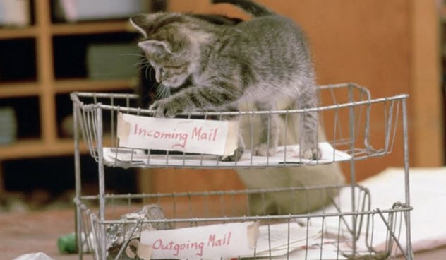 Top 10 Job Titles Held By Cats - 73