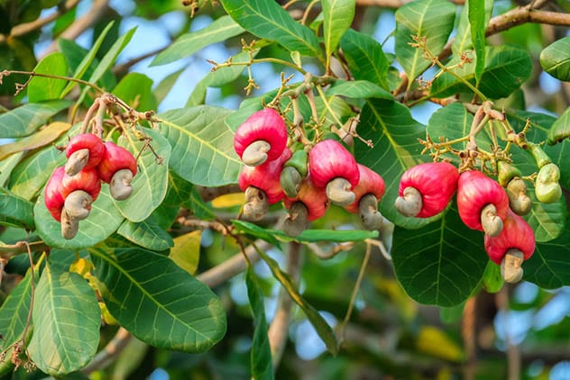 Top 10 Bizarre Natural Phenomena In Everyday Foods - 92