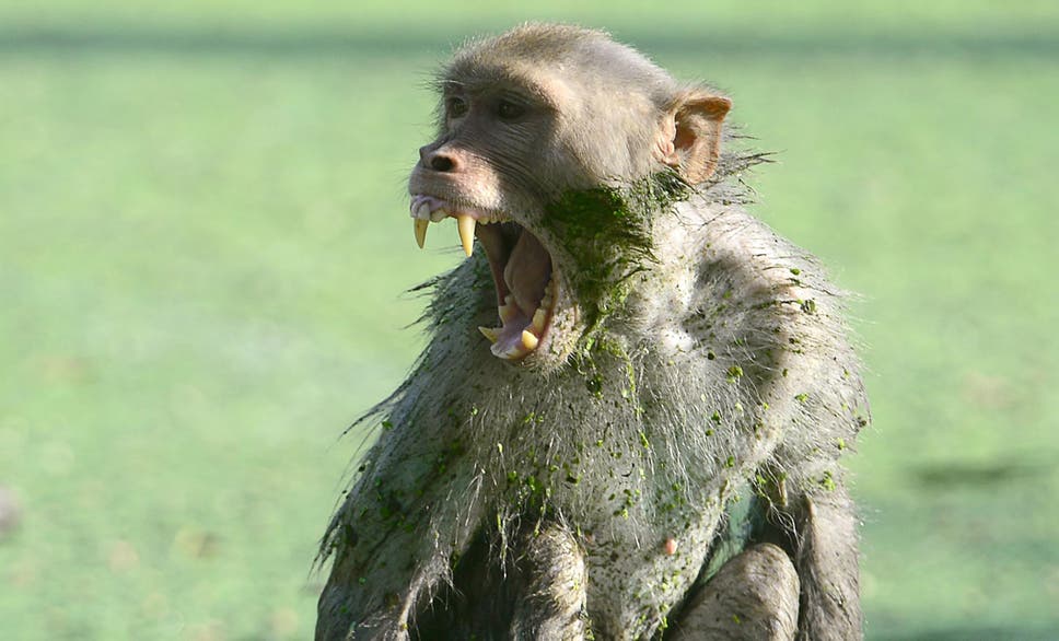 Why monkeys attack sick members of their troop – and don't
