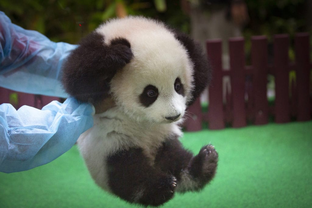 Top 10 Fascinating Facts About Pandas - 80