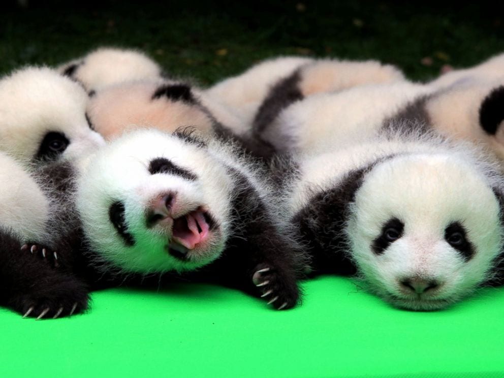 Top 10 Fascinating Facts About Pandas - 74