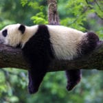 Top 10 Fascinating Facts About Pandas