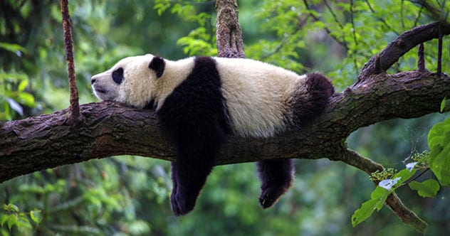 Top 10 Fascinating Facts About Pandas - 56