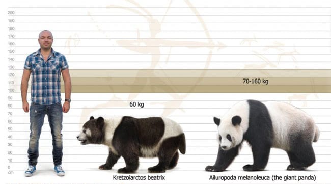 Top 10 facts about Pandas