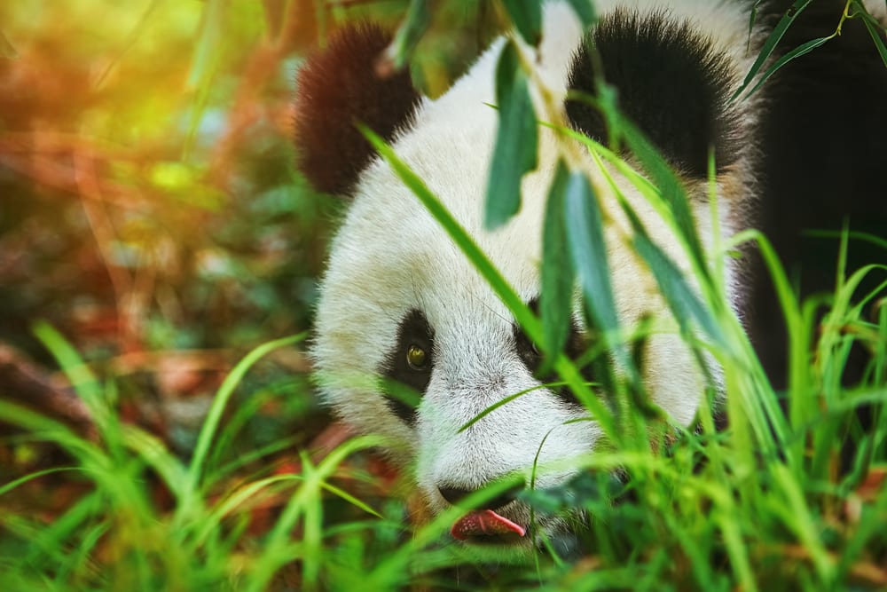 Top 10 Fascinating Facts About Pandas - 14