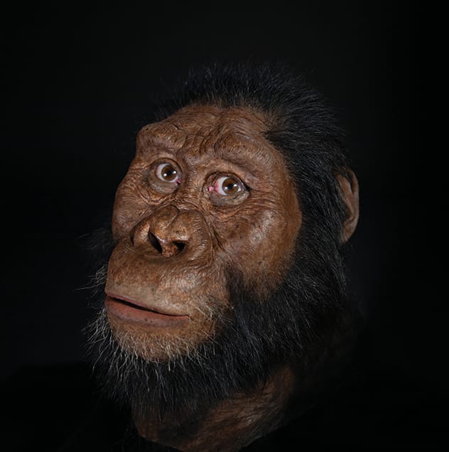 Paranthropus: How did this bizarre, ape-like early hominin survive for so  long?