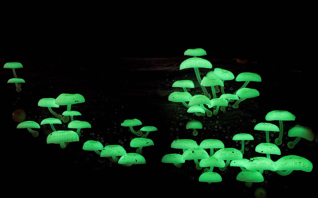 Top 10 Real Fungi Straight Out Of A Sci-Fi Movie - Listverse 2