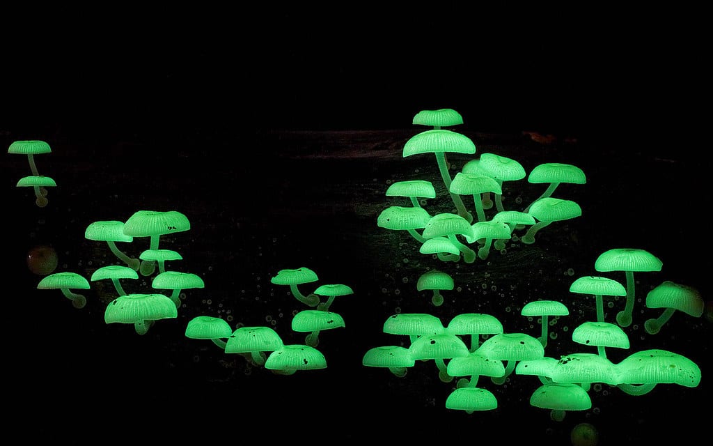 Top 10 Real Fungi Straight Out Of A Sci Fi Movie - 49