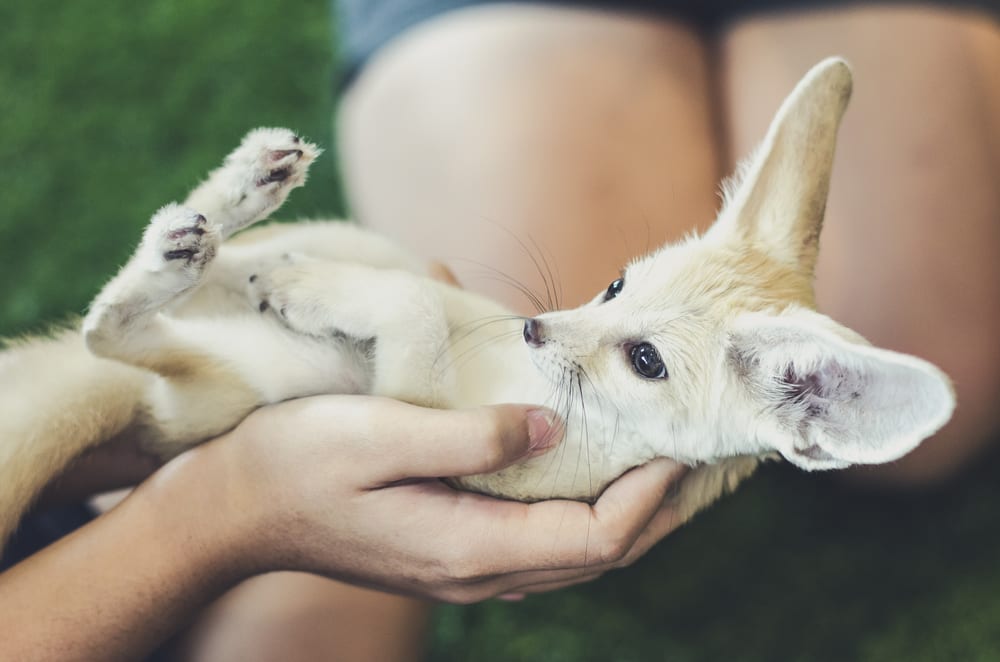 10 Cute Animals With Big Ears