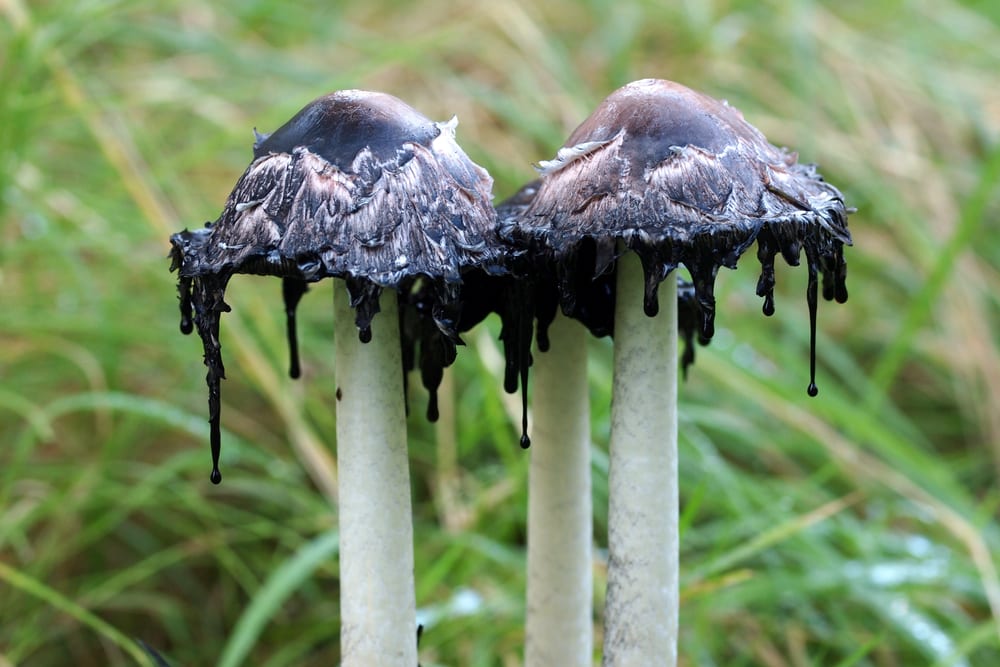 Top 10 Real Fungi Straight Out Of A Sci Fi Movie - 15