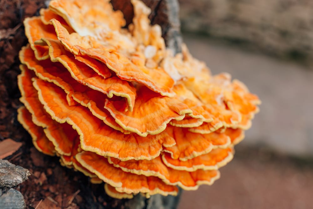 Top 10 Real Fungi Straight Out Of A Sci-Fi Movie - Listverse 8