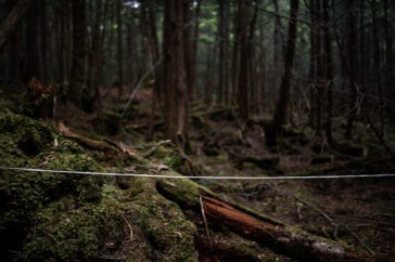 Top 10 Truly Disturbing Facts About Japan's Suicide Forest - Listverse