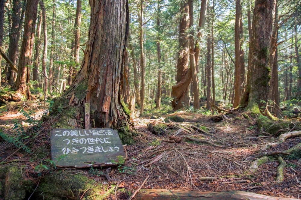 Top 10 Truly Disturbing Facts About Japan s Suicide Forest - 67