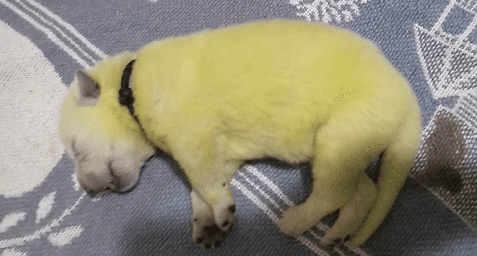 Top 10 Weird Things That Happened In 2020 Listverse