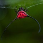 Top 10 Astonishingly Beautiful Spiders