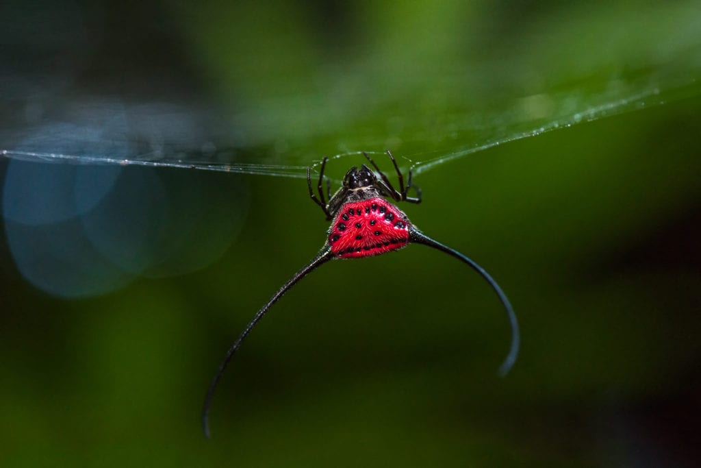 Two Amazingly Tiny Spider Species Found in China