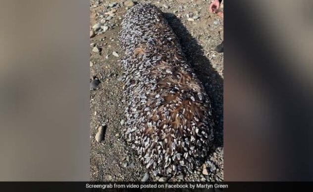 10 Bizarre Objects Found On Beaches - Listverse