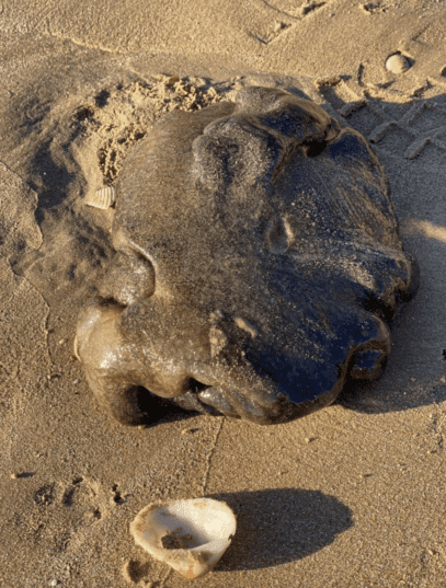 10 Bizarre Objects Found On Beaches - Listverse