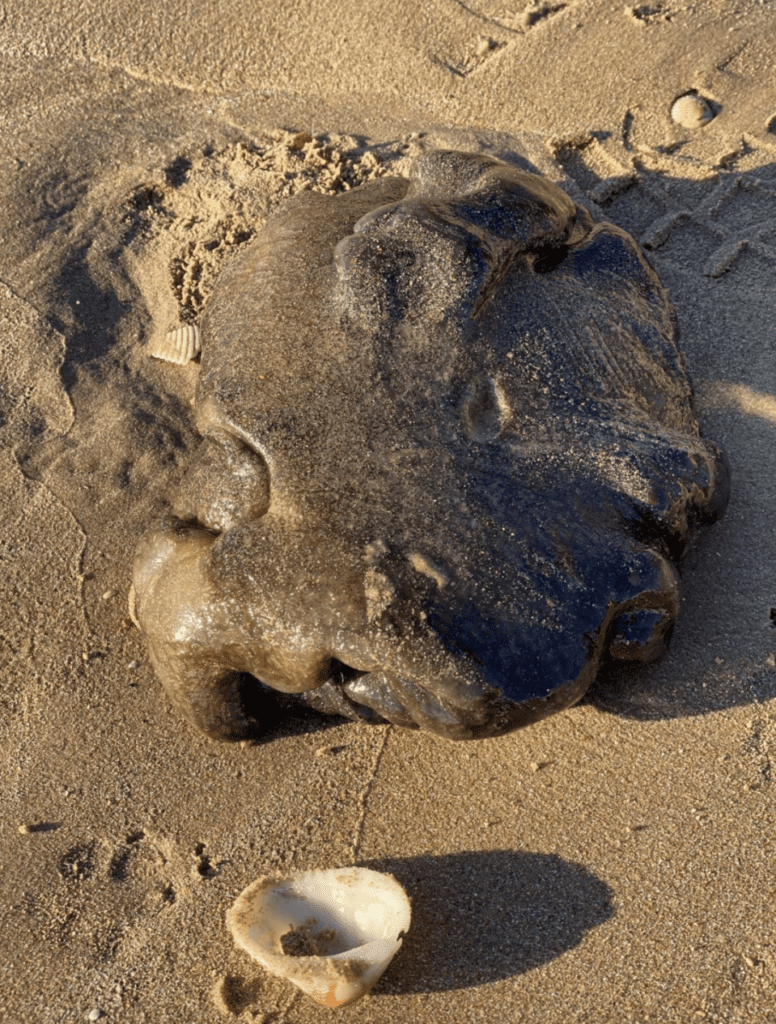 10 Bizarre Objects Found On Beaches - Listverse 7