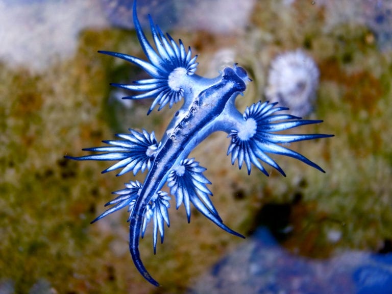 Top 10 Tiny Creatures Capable Of Killing You - Listverse