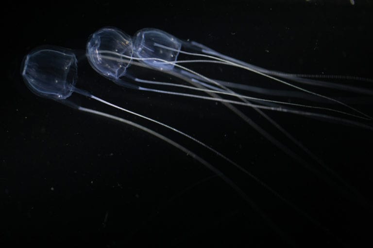 Top 10 Tiny Creatures Capable Of Killing You - Listverse