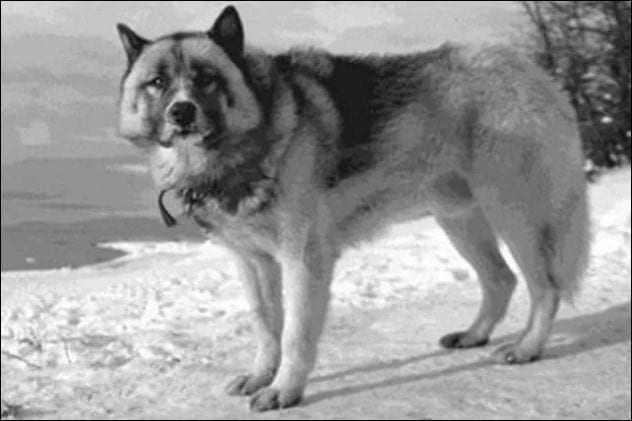 Top 10 Popular Dog Breeds That Don t Exist Anymore Listverse top-10-popular-dog-breeds-that-don-t-exist-anymore-listverse