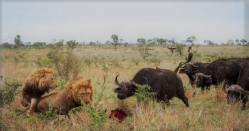 animals-that-kill-lions