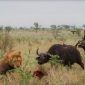 animals-that-kill-lions
