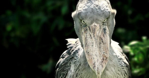 shoebill