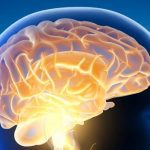 Top 10 Myths About the Human Brain