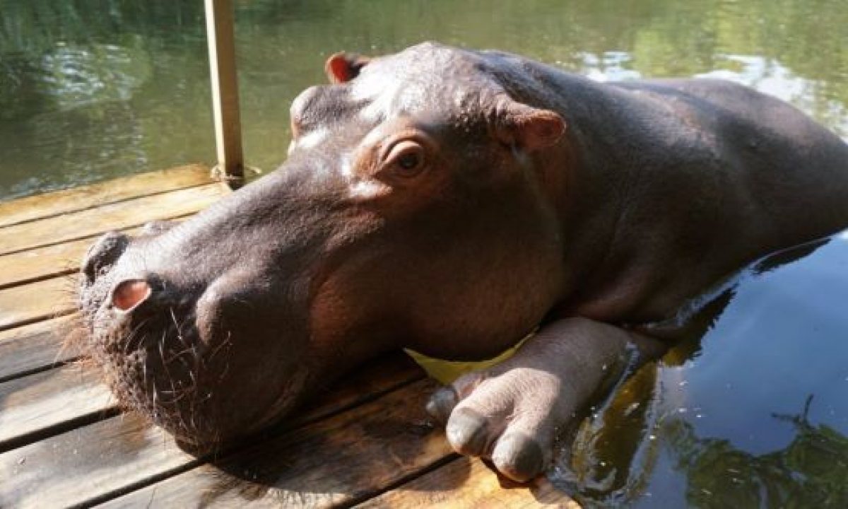 Top 10 Unusual Pet Companions - Listverse Top 10 Unusual Pet Companions - Listverse